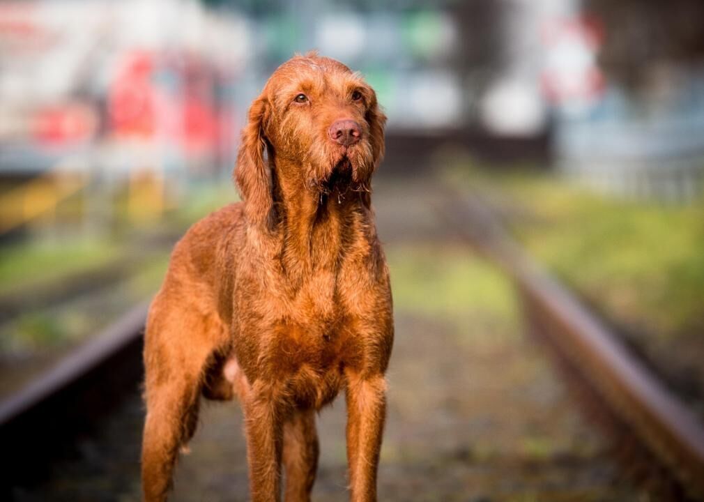 #41. Wirehaired vizsla